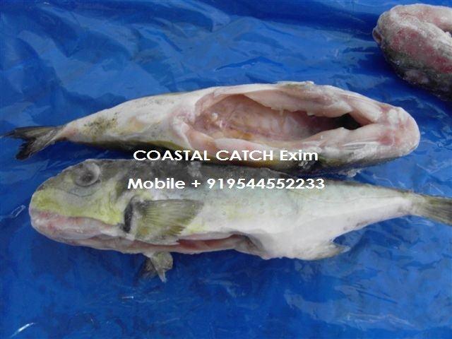 Sell Frozen Globe Fish, Packaging Type : In P/P Bags Running Weight