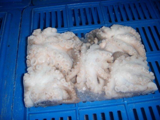 Sell Frozen Octopus, Packaging Type : 10 x 2Kg Blocks With 10% Glaze