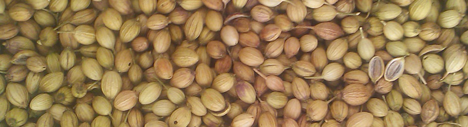 Coriander Seeds