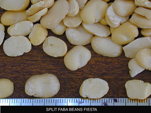 Split Faba Beans