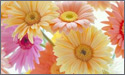 Gerbera Flowers