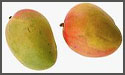 Malgoa Mangoes