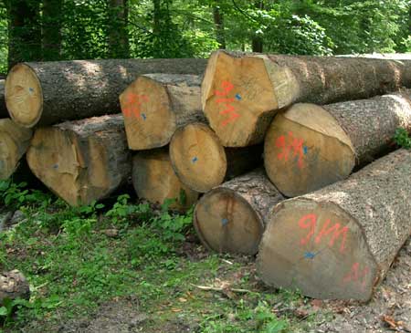 Products - Buy Spruce Wood Logs from Vamana International Trading Fzc ...