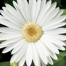 White Gerbera Flower