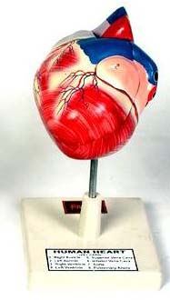 Human Heart Model