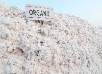 organic cotton