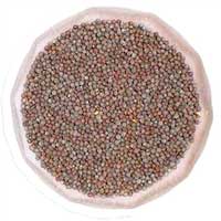 Black mustard seeds