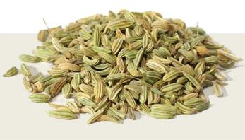 Fennel