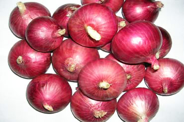 Dark Red onion