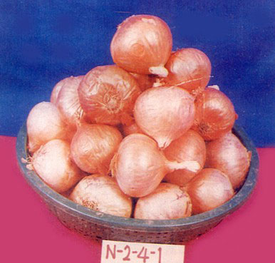 N-2-4-1 Onion