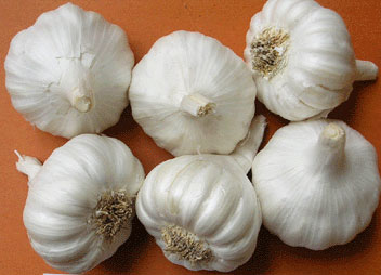 Yamuna Safed-4 (G-323) Garlic
