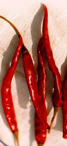 Red chilli