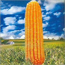 yellow maize