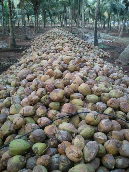 Global Gap Certified Coconuts