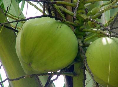 green coconut