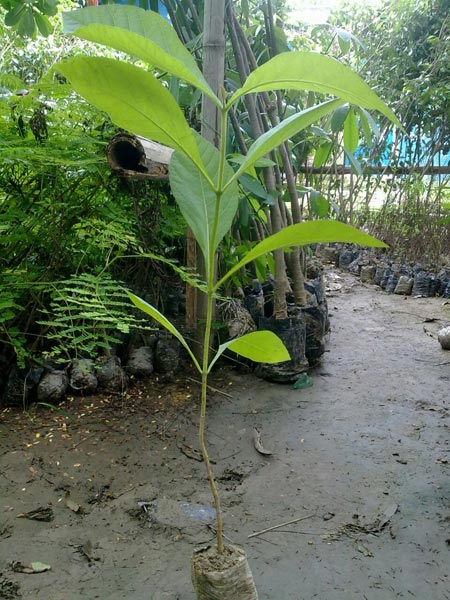 Teak Plant