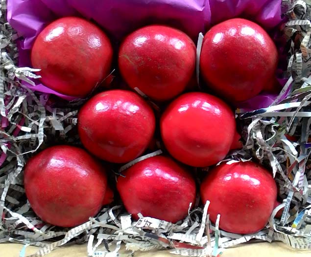 Pomegranate, Variety : Bhagwa