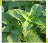 Peppermint Oil Ex Arvensis (CORN MINT)