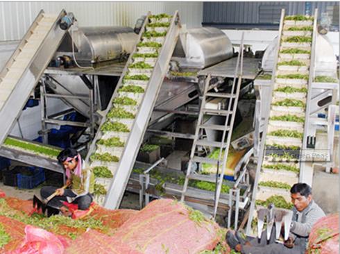 Pea Processing Plant