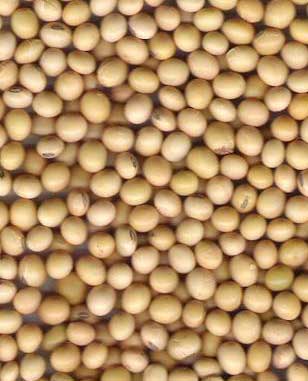 soybean seeds