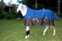 Turnout Horse Rug 03