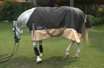 Turnout Horse Rug 04