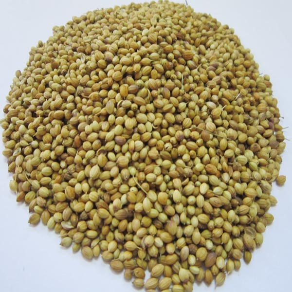 Coriander Seed, Color : green
