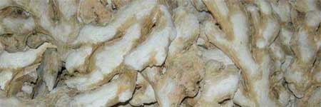 Organic Dried Ginger, for Cooking, Pharma Medicine, Feature : Non Harmful