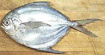 Butterfish