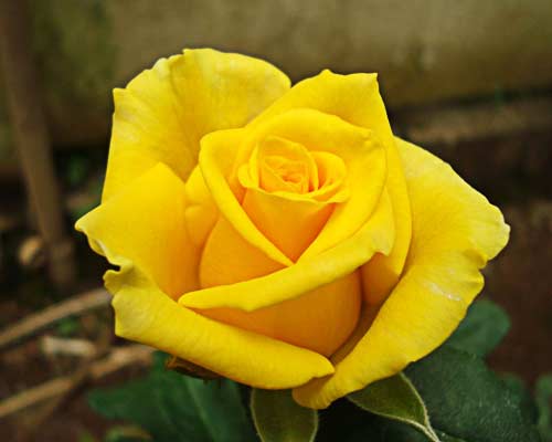 Gold Strike Yellow Rose Manufacturer & Manufacturer from Bangalore ...