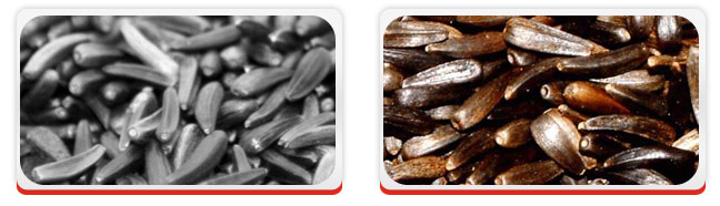 Oil Seeds - Niger Seeds