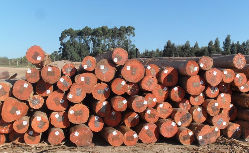 Eucalyptus Wood Logs
