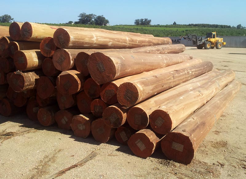 South American Wood Logs