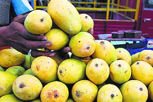 Kesar Mangoes