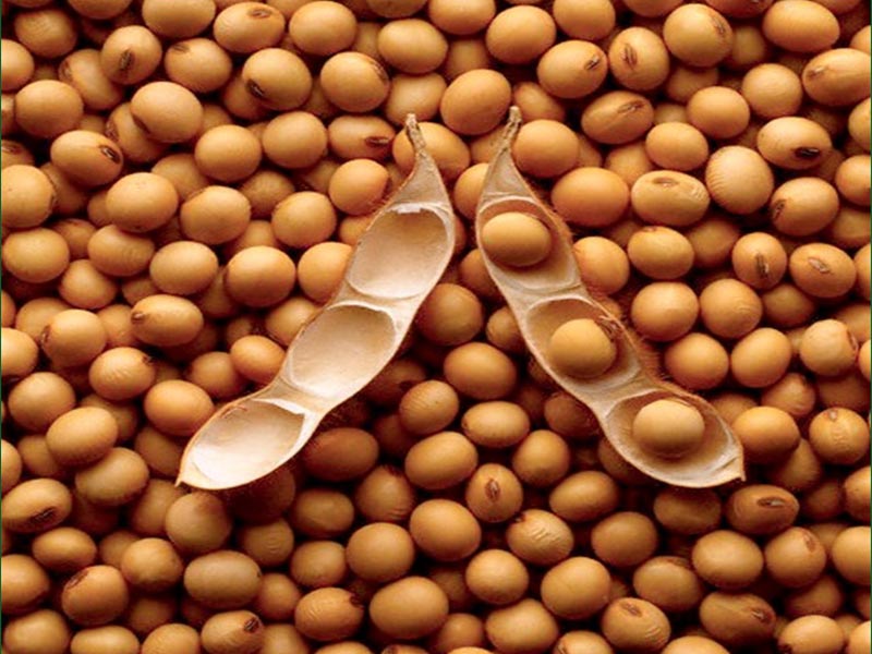Nature soybean seeds, for Animal Feed, Beverage Drinks, Cooking, Style : Raw
