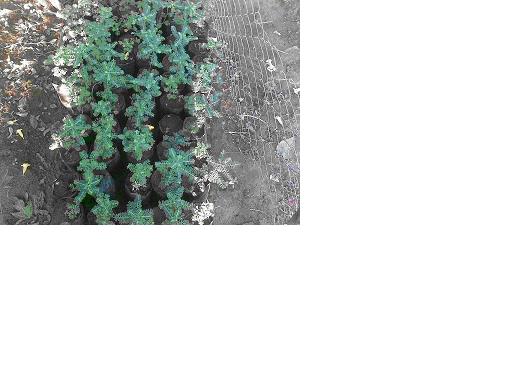 Phyllanthus Amarus Herbs
