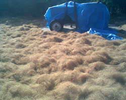 Coir Fibre