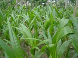 Organic Coconut Plants, Feature : Free From Impurities, Freshness