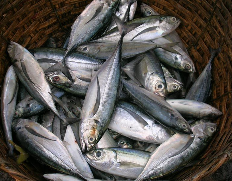 Horse Mackerel Fish