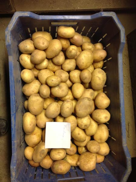 Yellow Dutch Potatoes