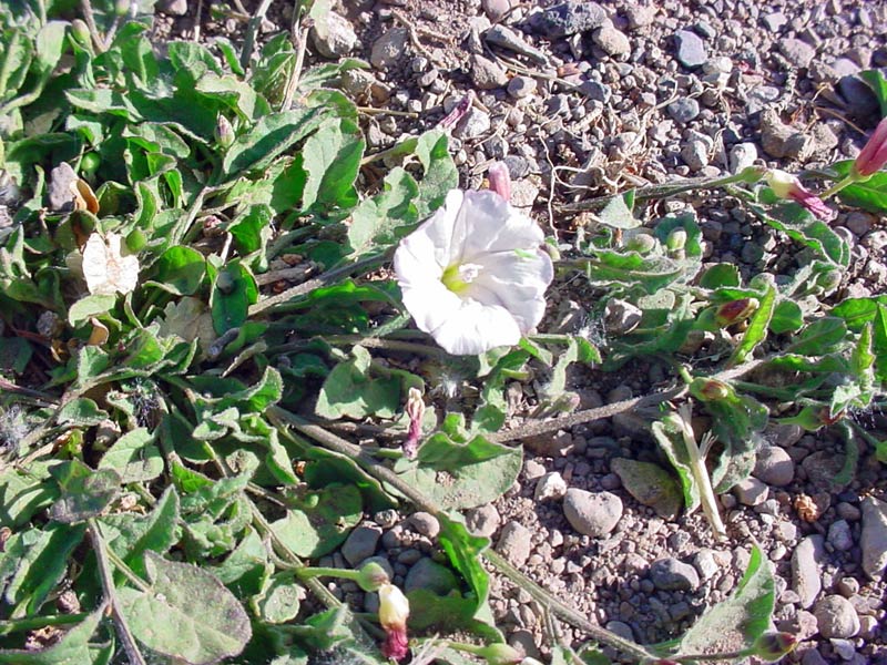 Convolvulus Pluricaulis