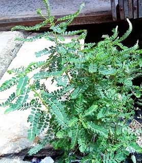 phyllanthus niruri