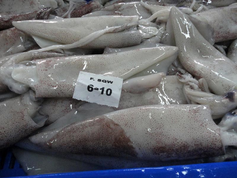 Frozen Squid Whole Fish