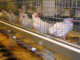 Polished Poultry Cage Wire Mesh, for Birds, Chicken, Feature : Accuracy Durable