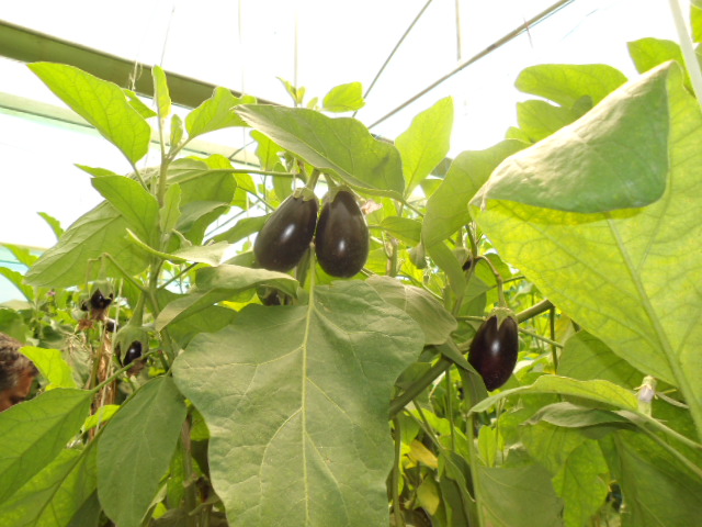 Fresh brinjal, Size : about 3 to 5