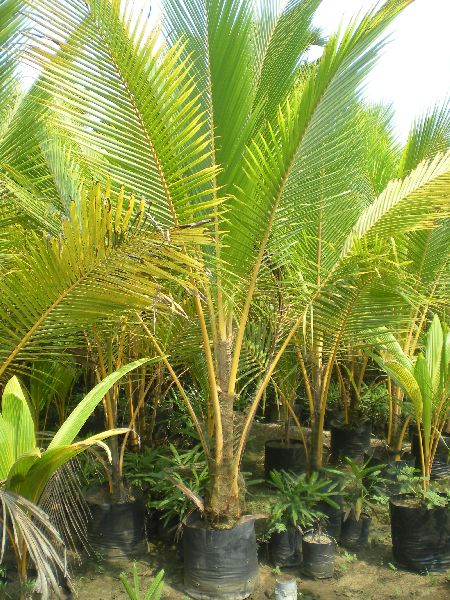 Coconut Silone Dwarf Plant by Sri Raja Rajeswari Nursery, coconut ...