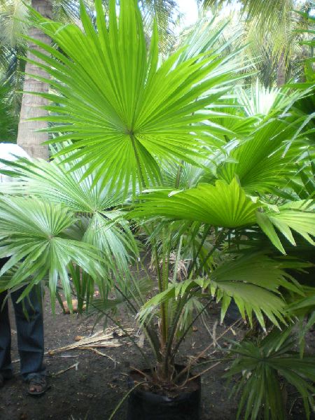 Table Palm Plant Buy table palm plant in Rajahmundry ...