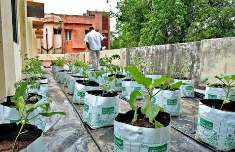 roof gardening services