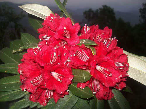 Buy Burans Flower from Kalki Natural Herbal, Rudrapur, India | ID - 380753