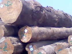 Pine Wood Log